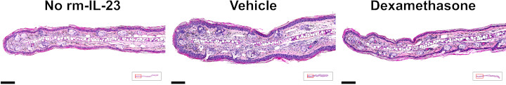 Illustrative images of hematoxylin and eosin staining in transverse ear sections